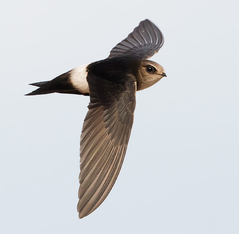 Horus Swift in flight
